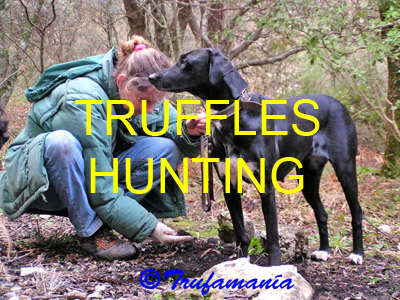 Truffle hunting